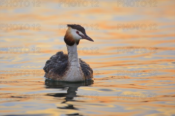 Great crested grebe