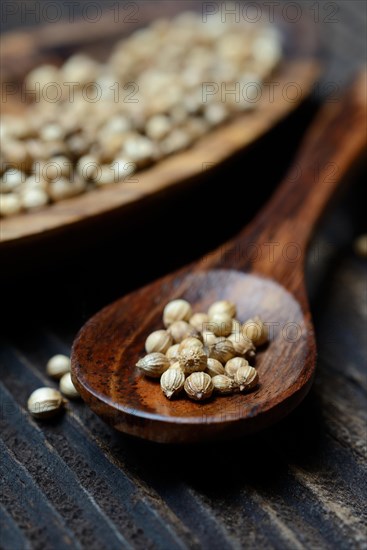 Coriander