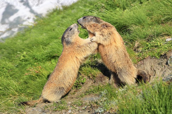 Alpine Marmot