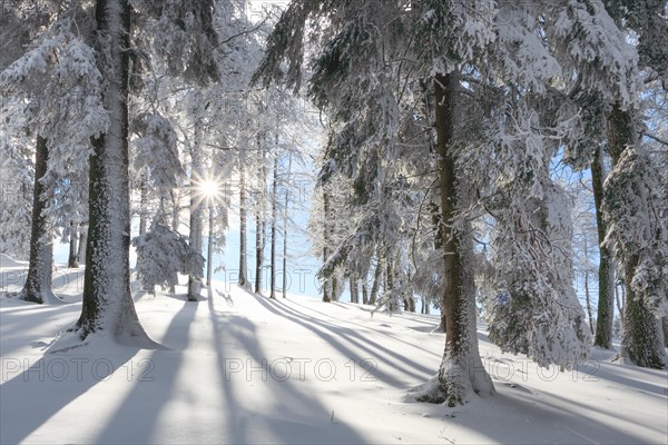 Snowy fir forest