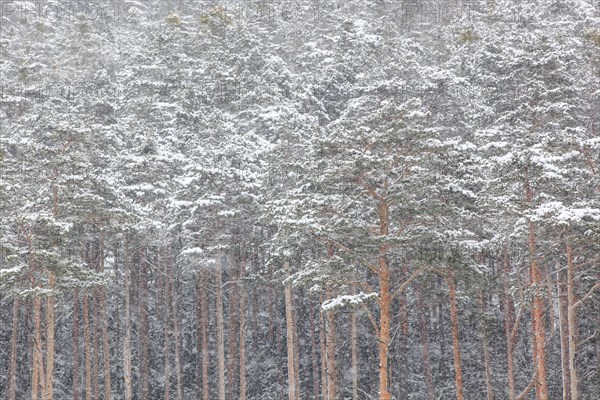 Snowy forest