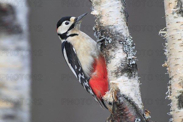 Great spotted woodpecker