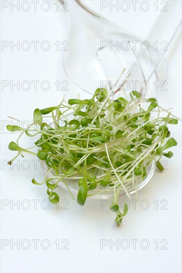 Garden cress