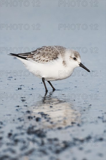 Sanderling