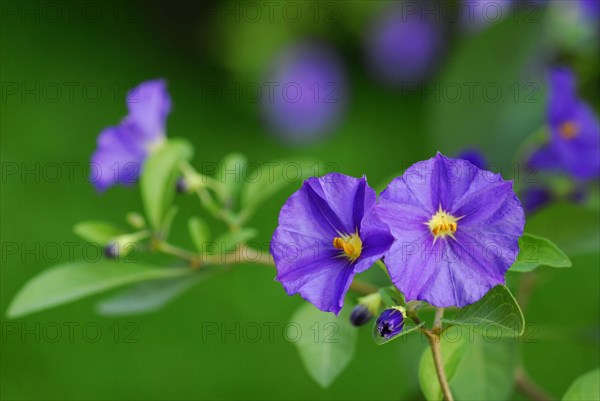 Blue Potato Bush