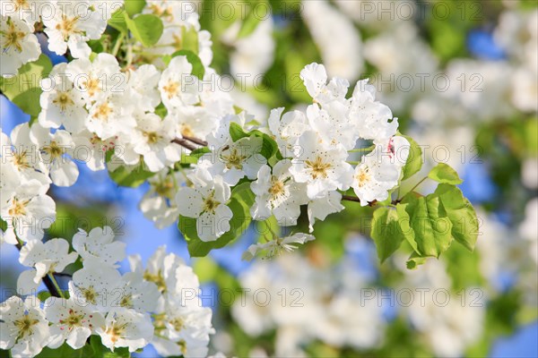 Blossoming pear tree in spring