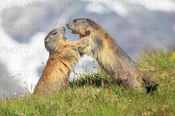 Alpine Marmot