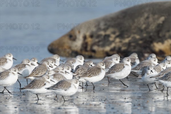 Sanderling