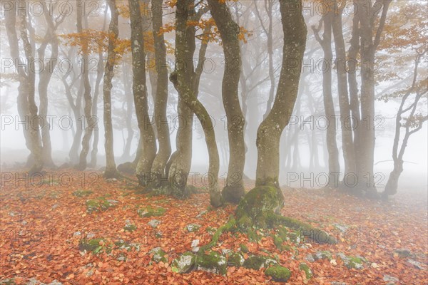 Beech forest in autumn