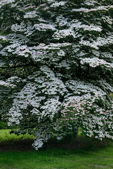 Chinese dogwood tree