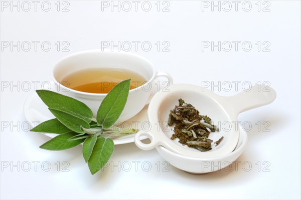 (Salvia officinalis) sage tea, sage leaves, Common sage