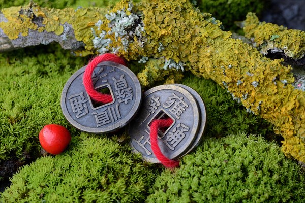 Chinese lucky coins in moss and twig with lichen