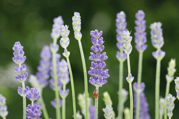 Two-spotted ladybird on lavender flower