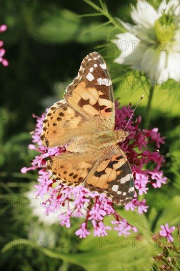 Painted lady