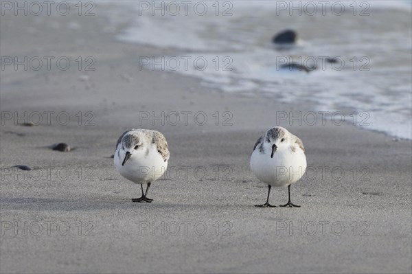 Sanderling