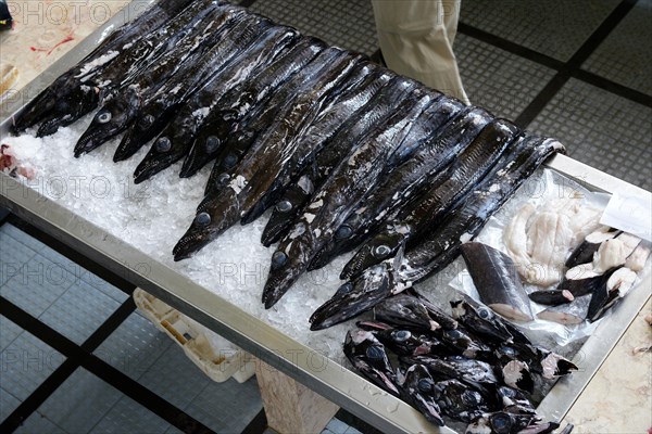 Black scabbardfish