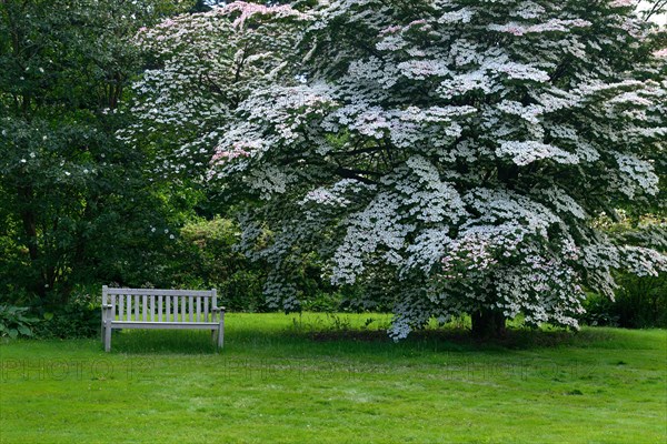 Chinese dogwood tree