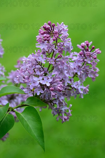 Common lilac