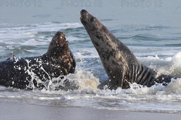 Grey seal