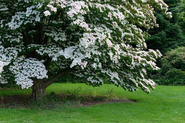 Cornus kousa