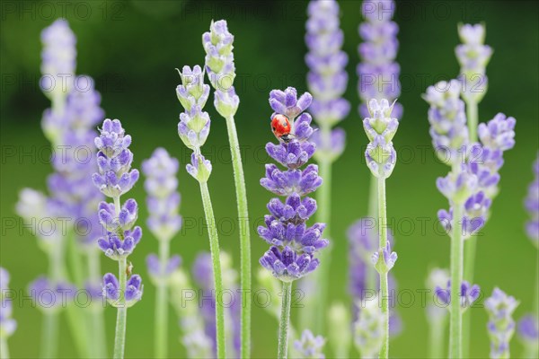 Two-spotted ladybird on lavender flower