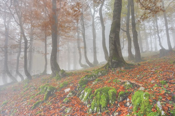 Beech forest in autumn