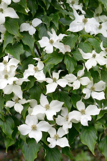 Cornus kousa