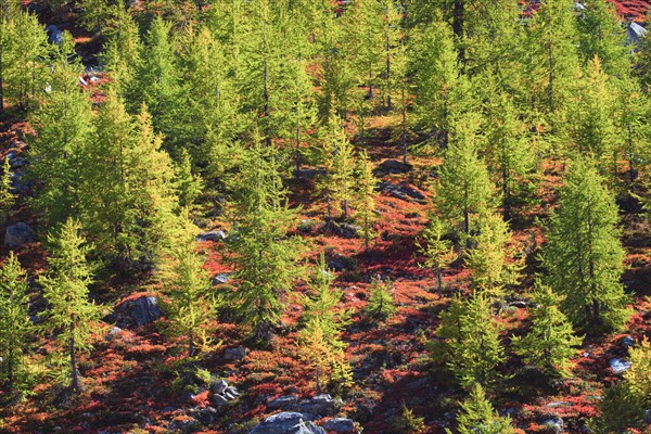 Alpine flora in autumn