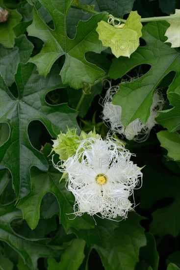 Chinese snake hair cucumber