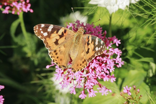 Painted lady