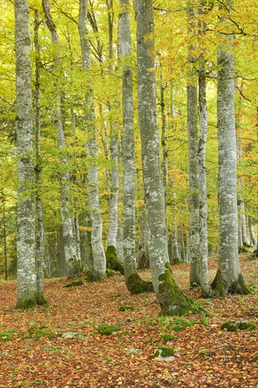 Beech forest in autumn