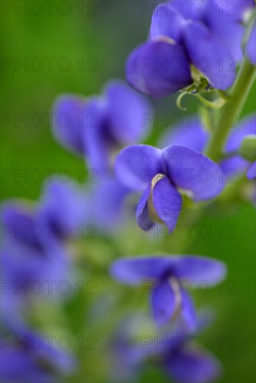 Blue wild indigo