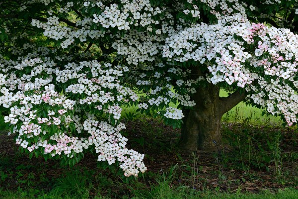 Chinese dogwood tree