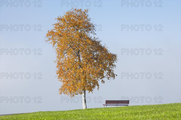 Bench under birch tree at Ratenpass