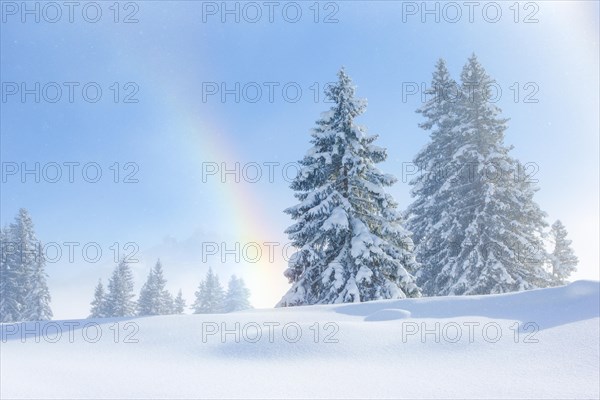 Snowy firs with rainbow