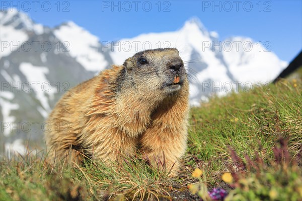 Alpine Marmot