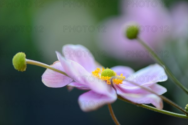 Autumn anemone