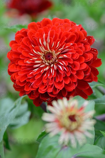 Zinnia