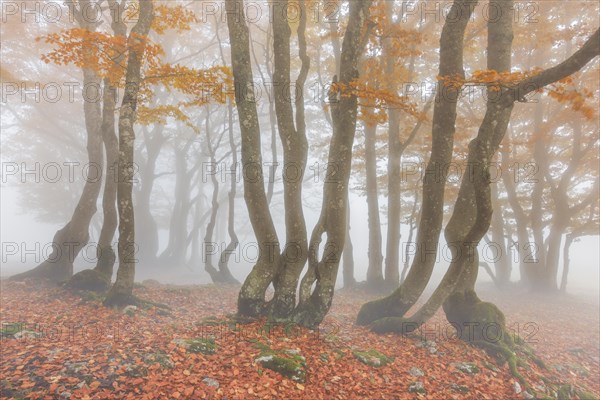 Beech forest in autumn