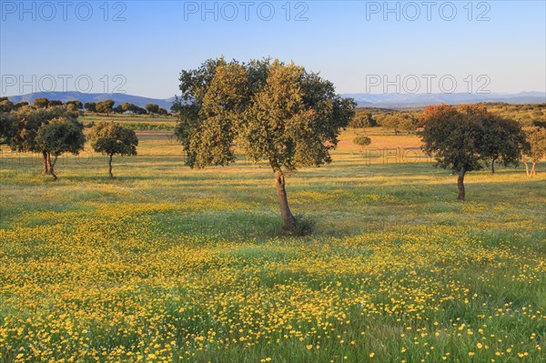 Landscape in Sierra de Andujar National Park