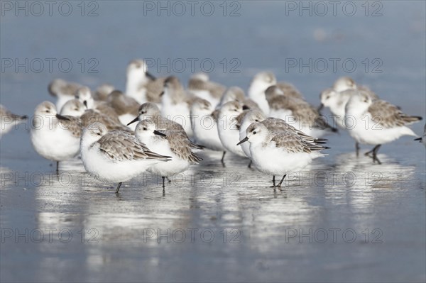 Sanderling