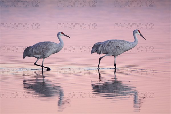 Sandhill crane