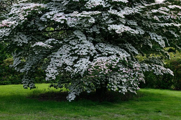 Chinese dogwood tree