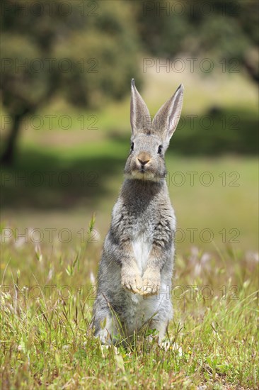 Wild rabbit