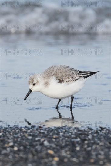 Sanderling