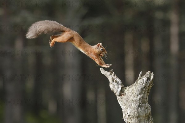 Red Squirrel