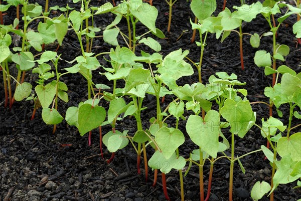 Buckwheat