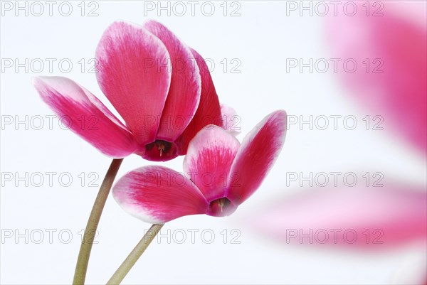 Cyclamen