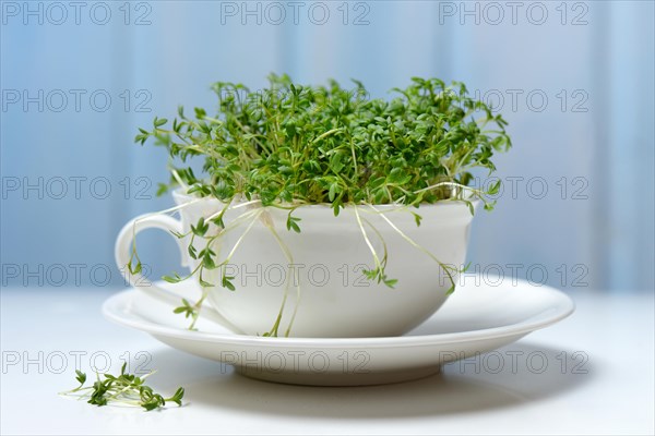 Garden cress