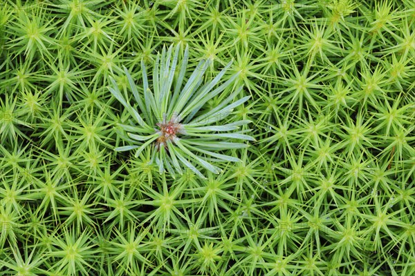 Pine shoot in lady hair moss